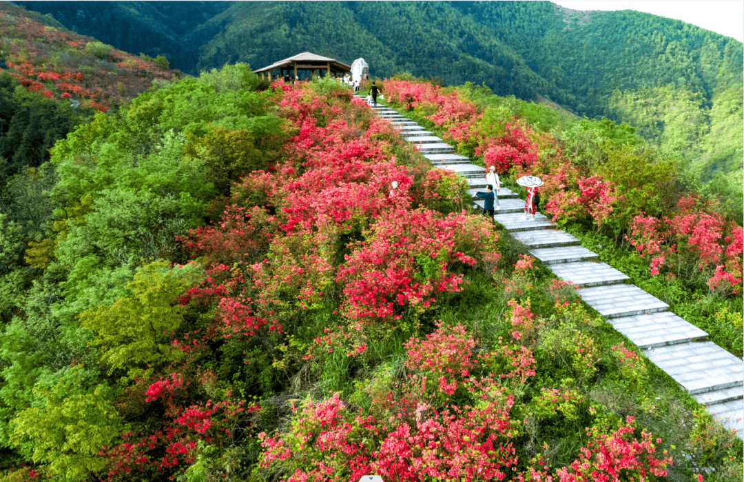 4月25日至5月15日大熊山杜鹃花最佳花期时间e,寻找蚩尤故里
