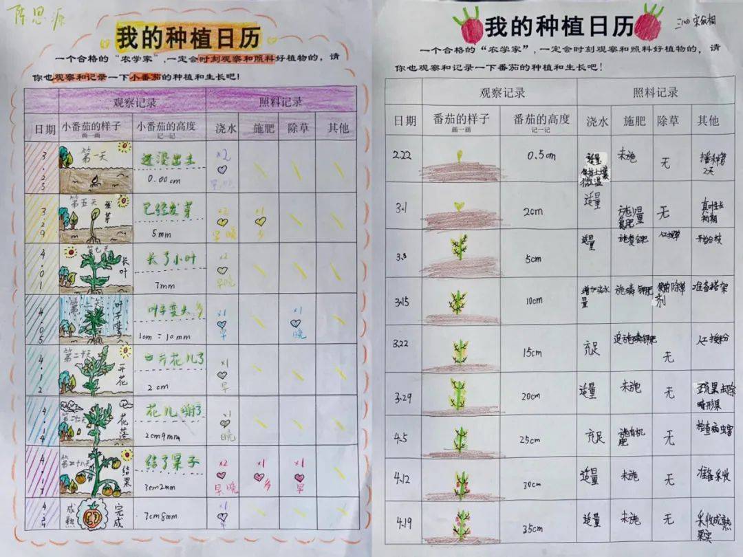 3我的自制肥料悄悄告诉你,给黄瓜的"营养餐"可是我们"农学家"亲手调制