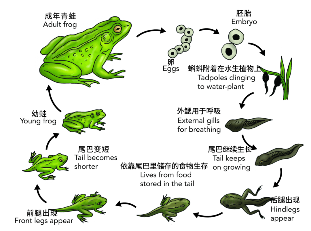 湿地科普展活动招募