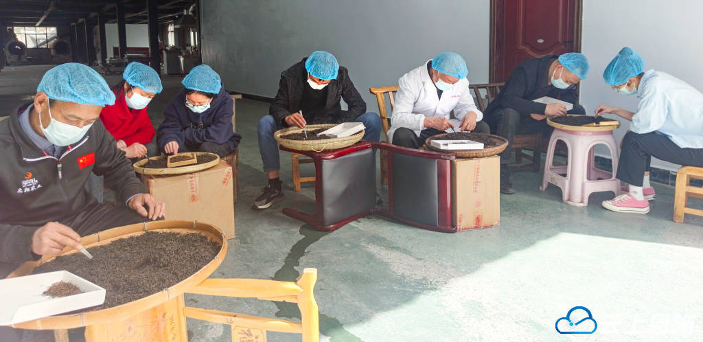 PG电子官网鹤峰：茶香沁透先锋魂(图4)