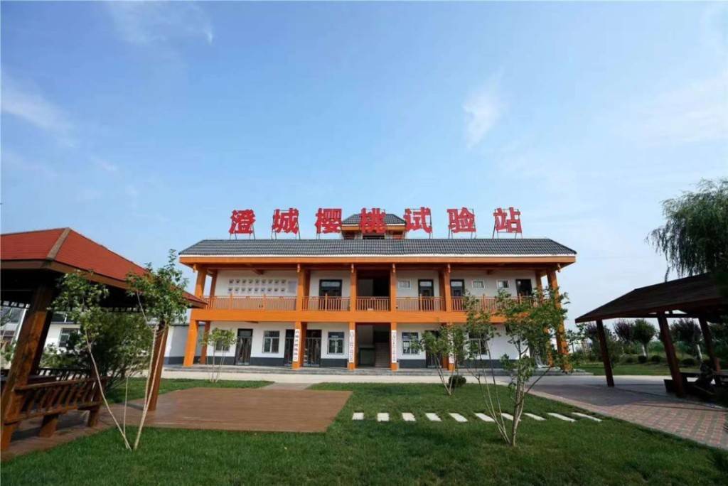陕西澄城打造“中国樱桃第一县”：从黄土高原走向海外年产值超30亿开云体育入口(图3)