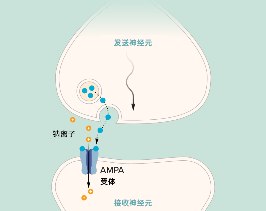 为何大脑越用越灵？那得问那只改变记忆研究的兔子