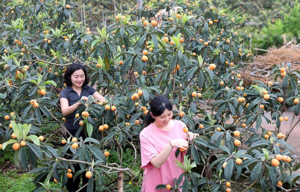 2025年5月8日,重庆,永川区卫星湖街道,游客在枇杷基地兴奋地采摘大