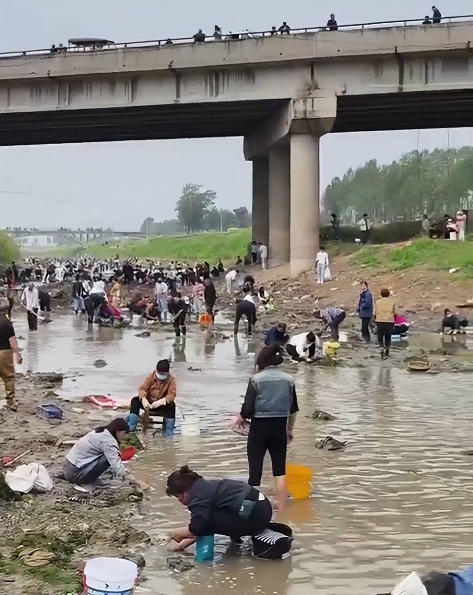 河南浚县一处河道内众人捞金？当地辟谣：捞的是花甲，已劝离捕捞客（浚县能野钓的地方）
