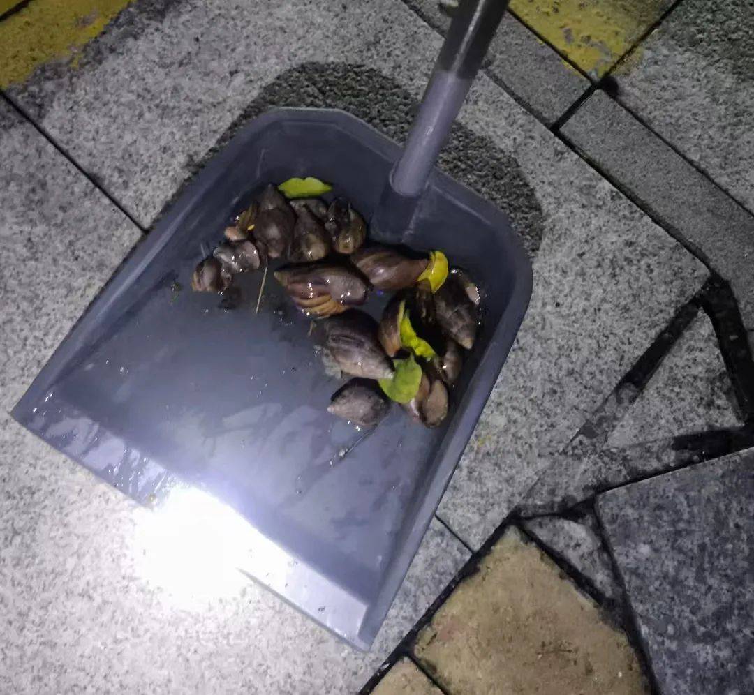 雨后大量出现,广州街坊:一墙都是看得头皮发麻……提醒:不要碰也不要吃! 雨后大量出现,广州街坊:一墙都是看得头皮发麻……提醒:不要碰也不要吃!