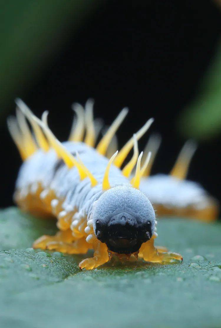 暑假保护区科考系列丨3大方向,5大自然保护区,国内