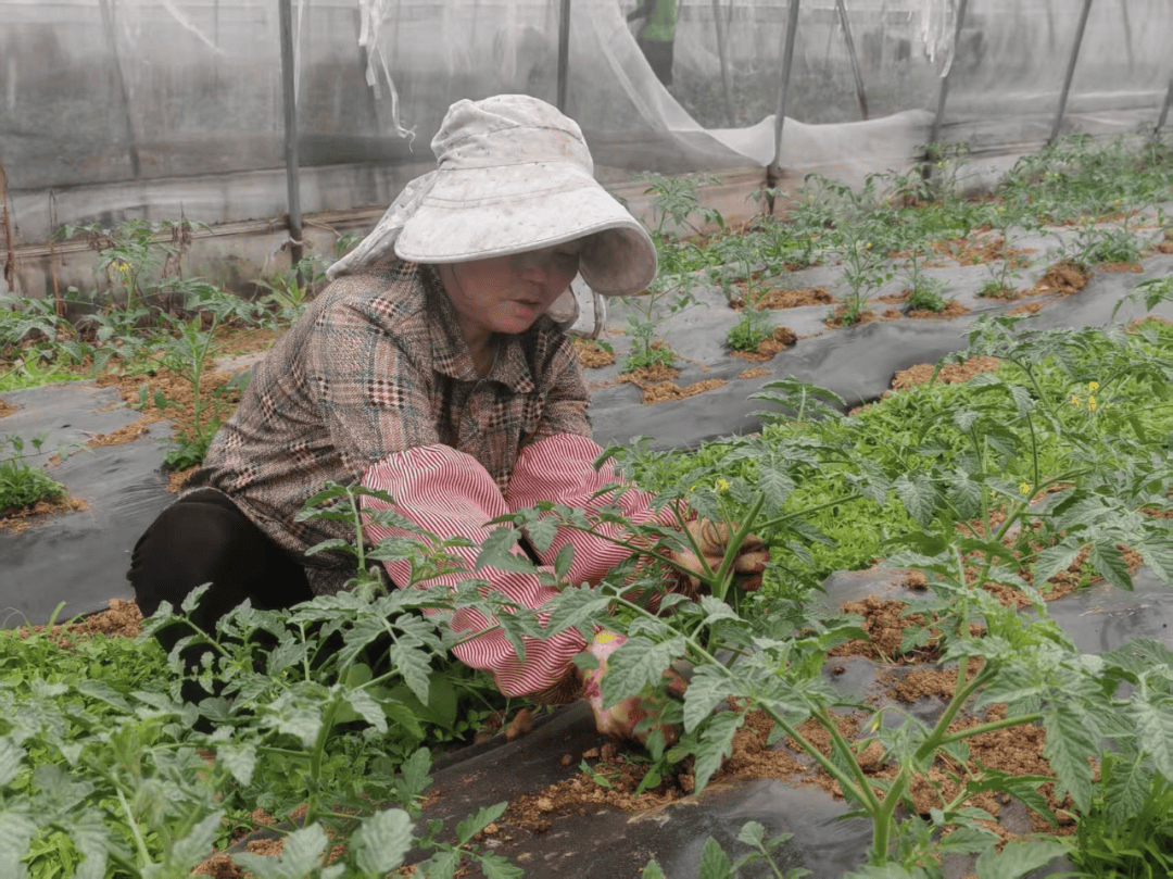 感恩之城正奋进 大方县马场镇：大棚蔬菜水果种植“钱”景好开云体育(图2)