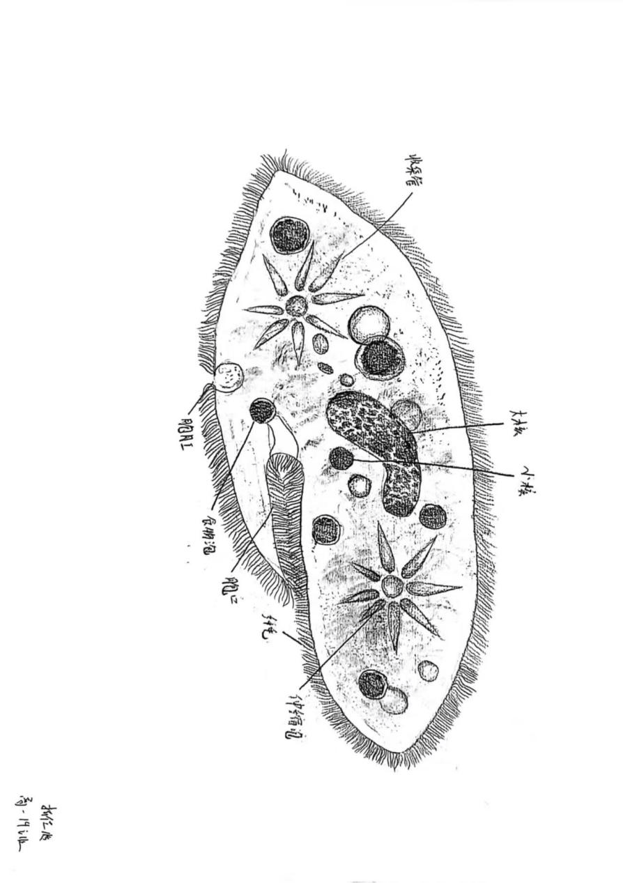 —高一年级生物美术作品创作
