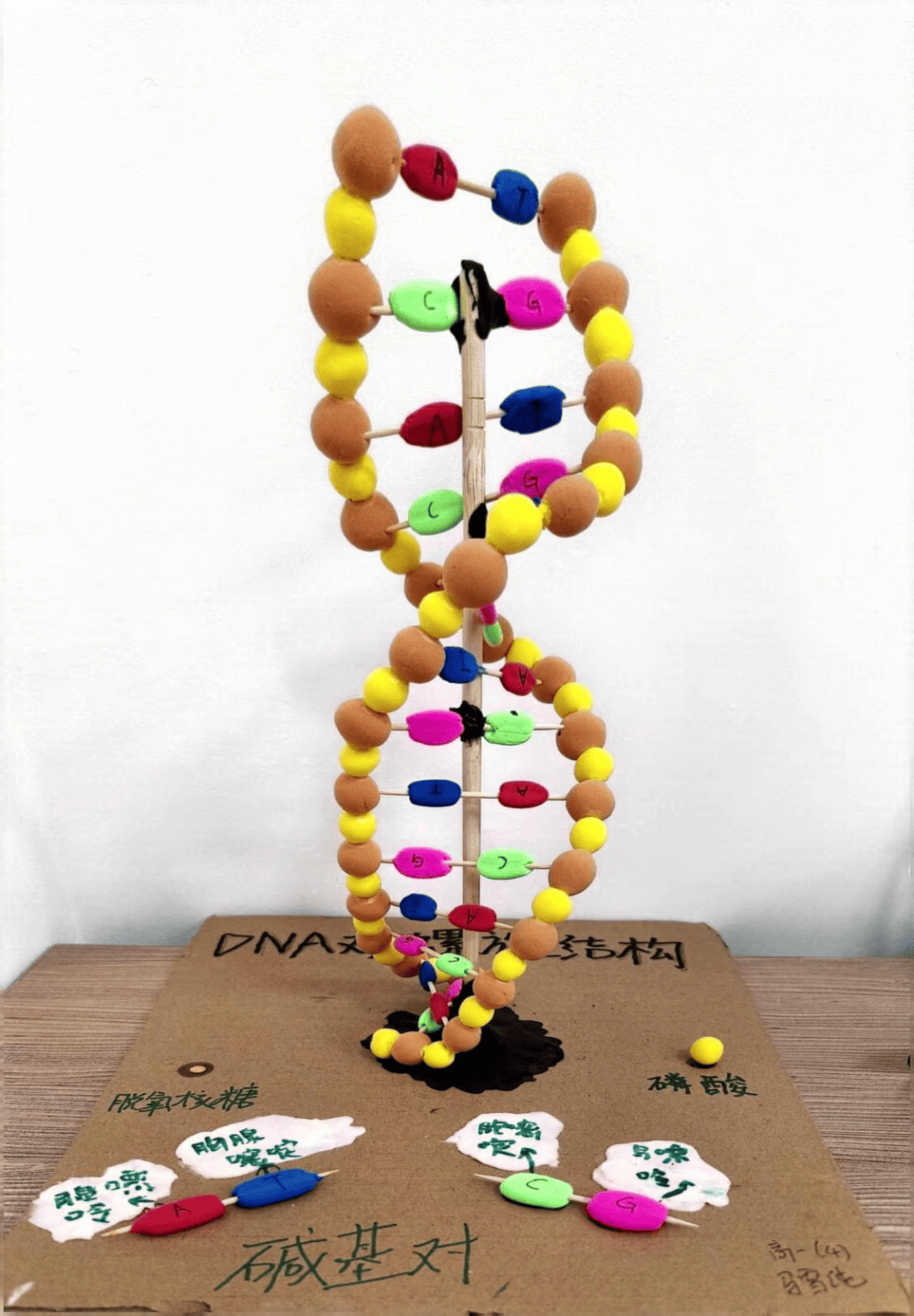 —高一年级生物美术作品创作