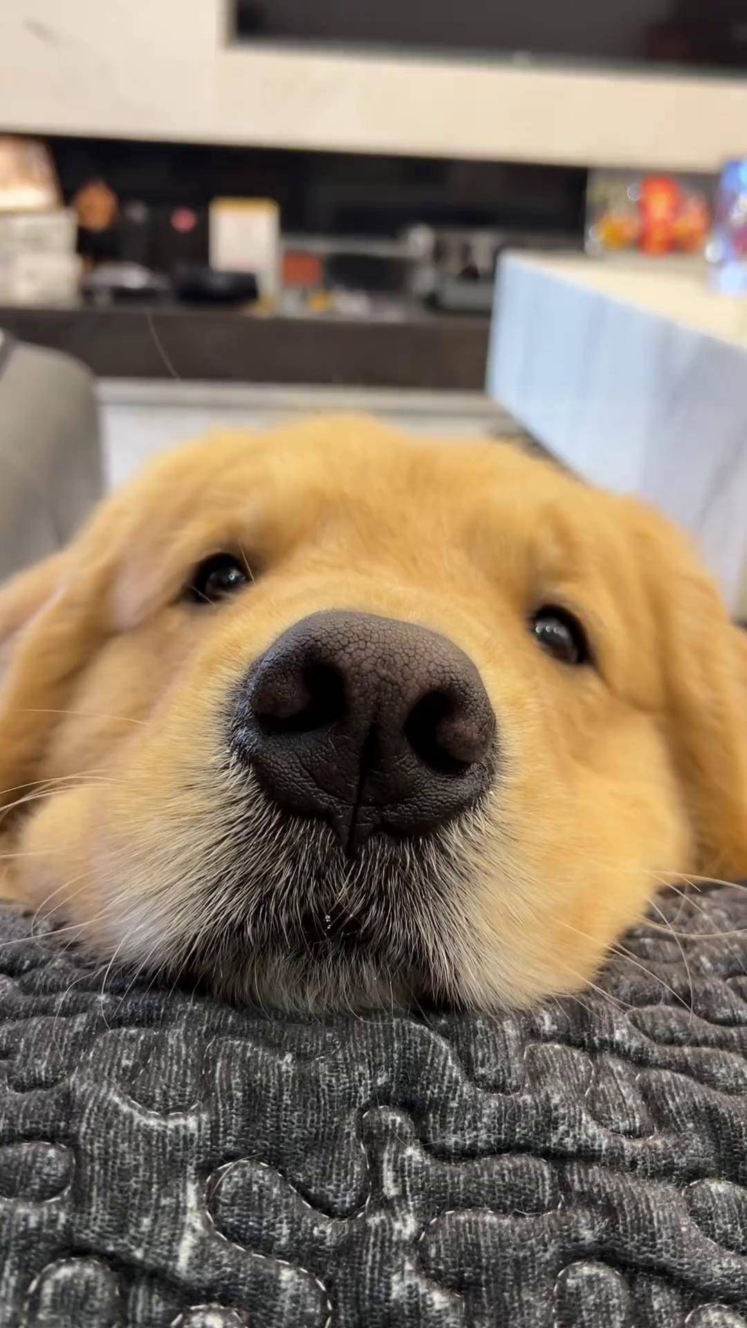 妈宝狗典型特征:萌宠出道计划 萌宠日常记录 金毛