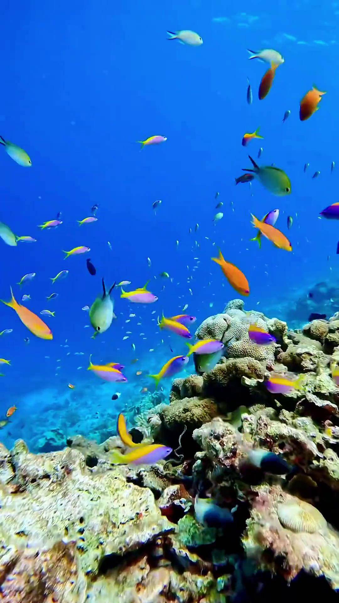 一起看看海底世界 奇妙的海洋生物 蓝色治愈系 鱼儿自由自在的水中游
