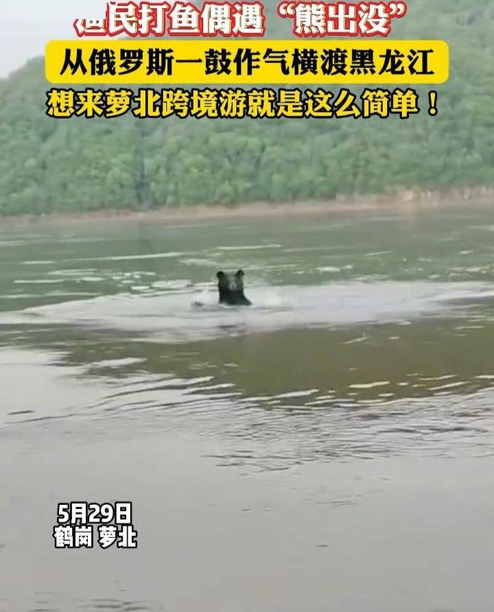 黑熊横渡黑龙江从俄罗斯“偷渡”到中国，当地回应