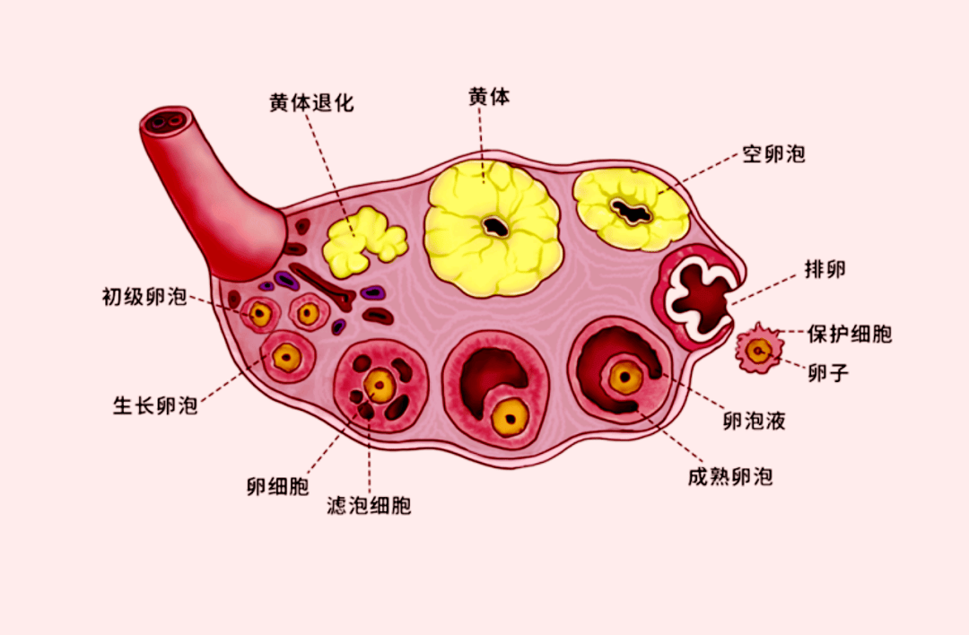 冠县新华医院丨科普