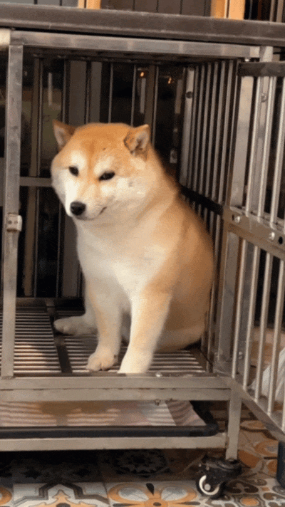 狗狗_姐姐_真狗