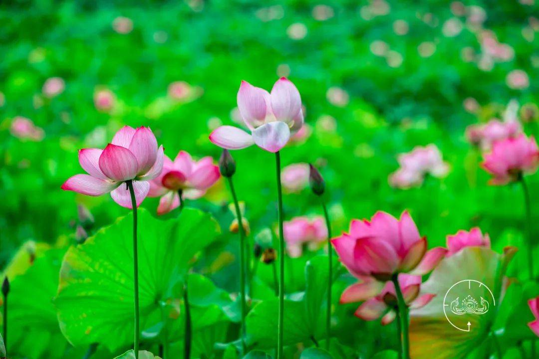 余姚这个网红打卡地,这两天居然这么热闹!