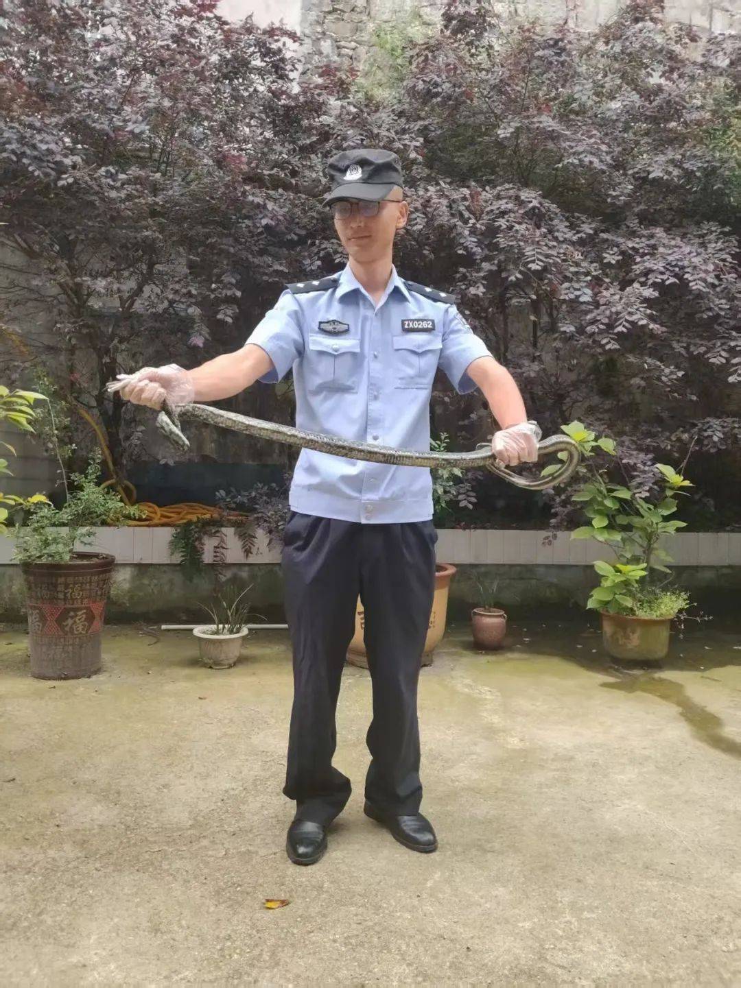 成功将蛇捕获民警迅速携带工具赶到现场接警后请求民警帮助处理一条