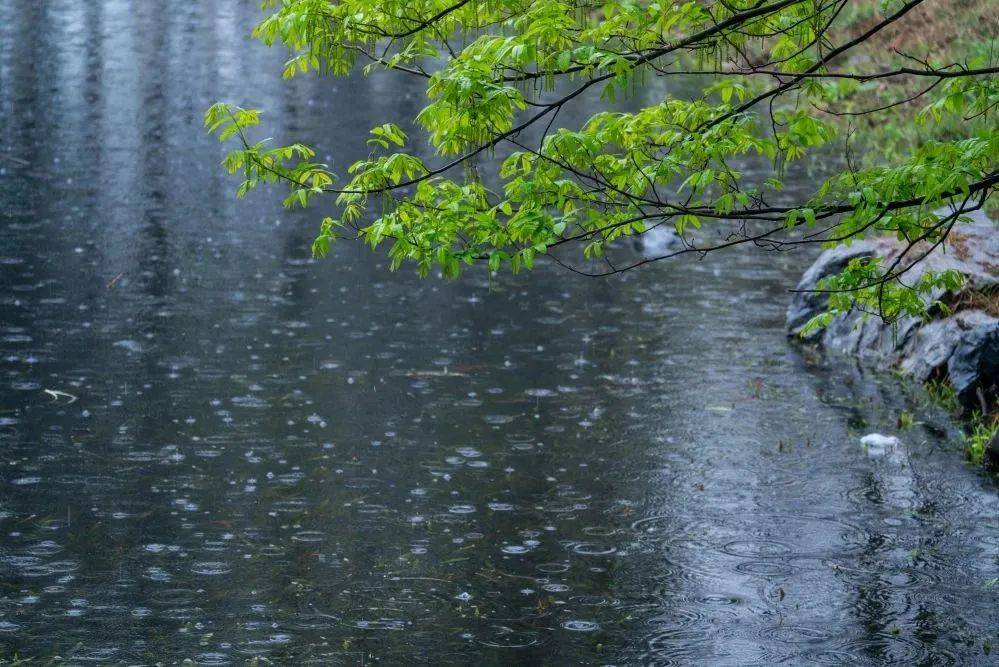 黄梅时节雨 黄梅时节雨