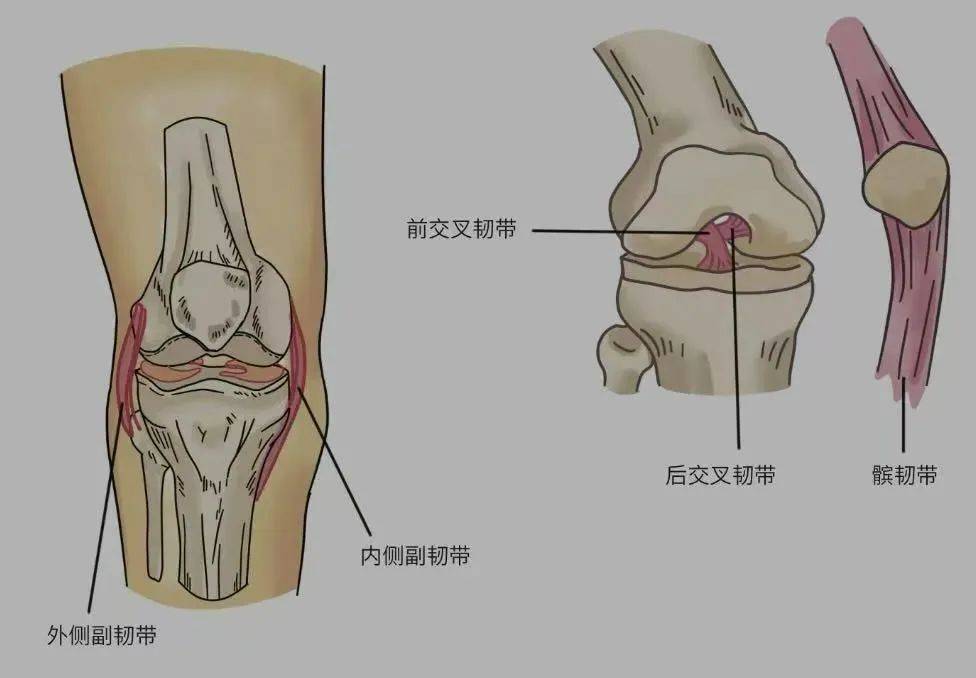 韧带_运动_补充