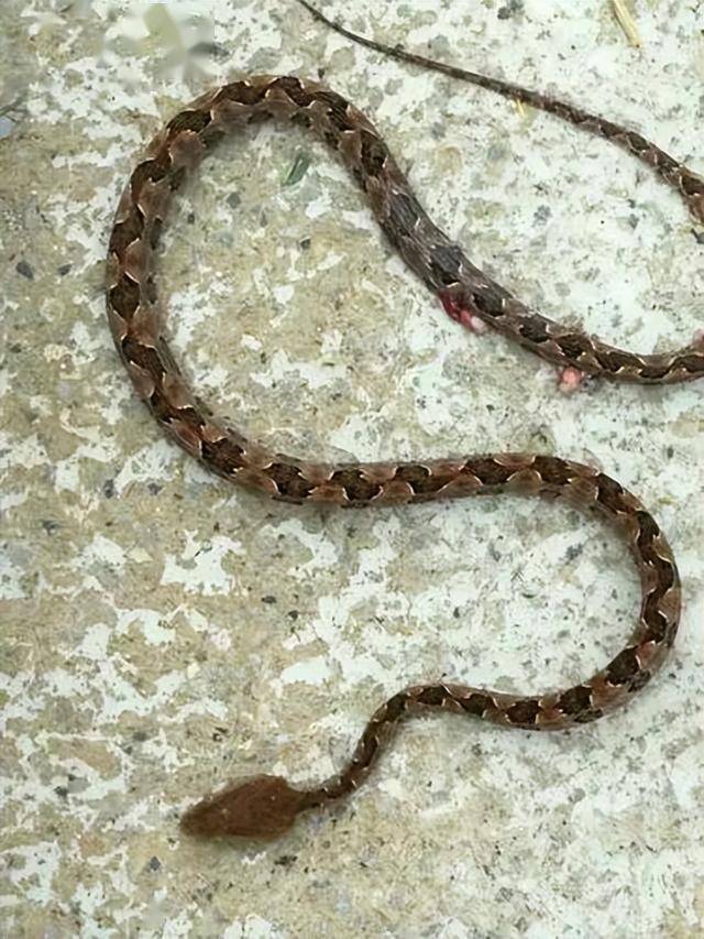 当地毒蛇研究中心确认为原矛头蝮咬伤.主治