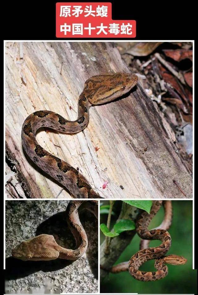 揭秘原矛头蝮形态识别藏身之地与生死急救
