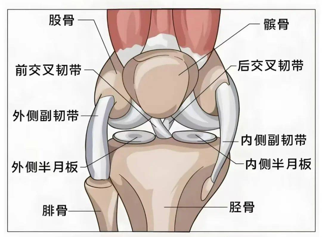 韧带_运动_补充