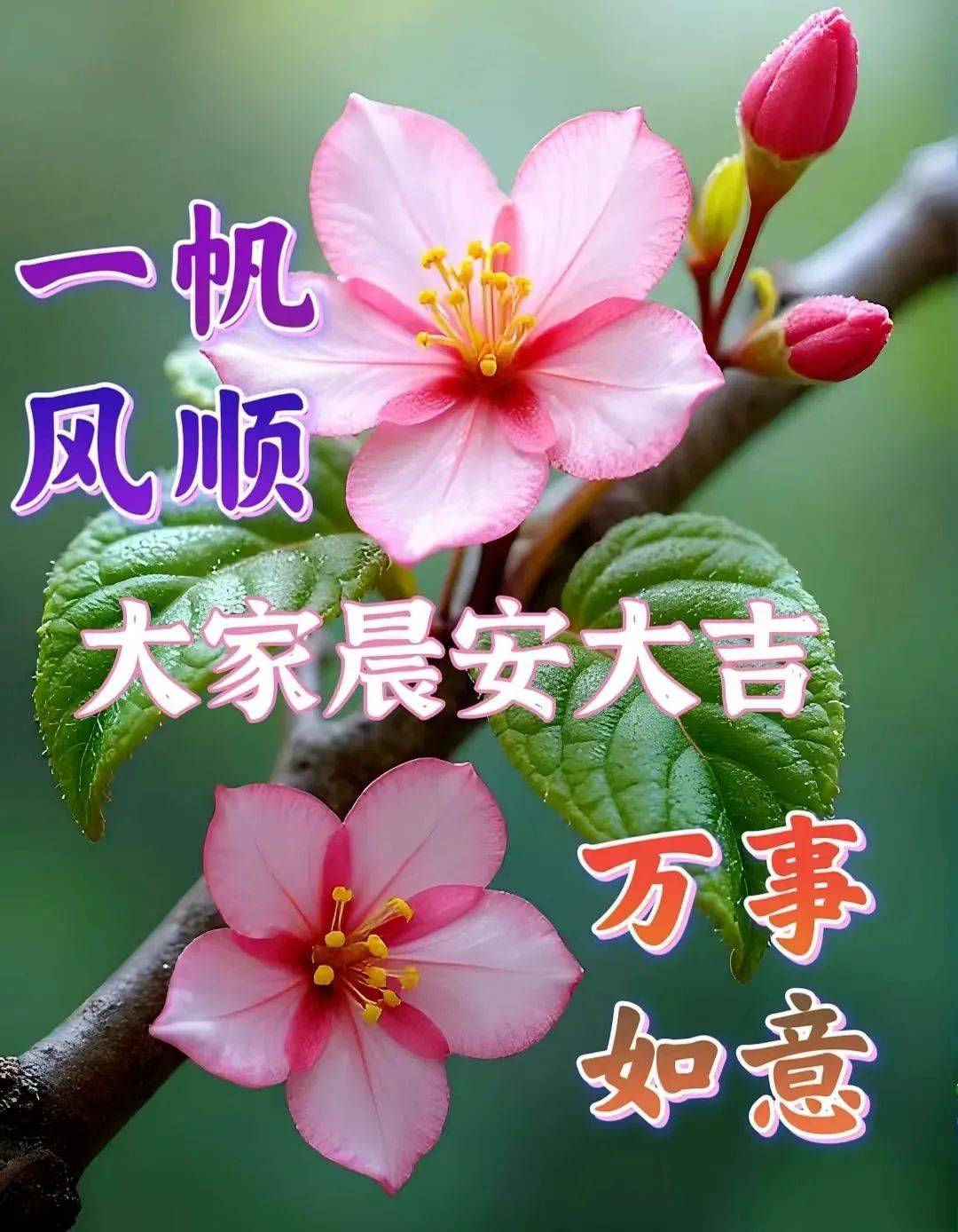 15张特漂亮的大家早上好图库,祝福问候,一切美好!