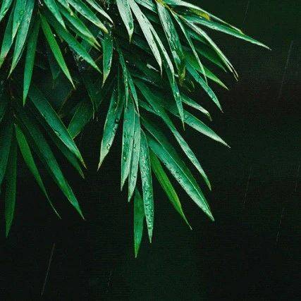 夏天的雨，落在了诗词里，美到极致_夏雨_笔下_情绪