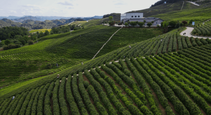 德江煎茶：“壹沐”茶青！高竹山绿_德江煎茶：“壹沐”茶青！高竹山绿_