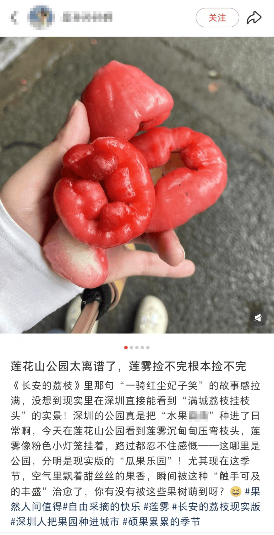 深圳莲花山公园出现大量莲雾！网友称“根本捡不完！”官方提醒