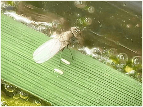 水稻潜叶蝇幼虫危害症状防治建议:1.农业防治