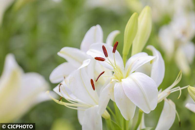 南平百合花__百合花开下一句是什么