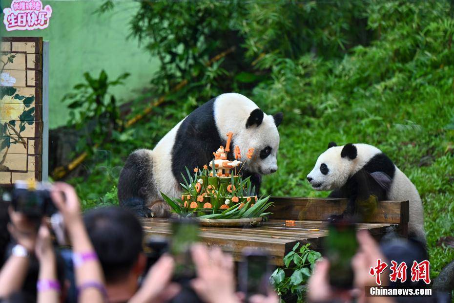 广州大熊猫“妹珠”迎一周岁生日