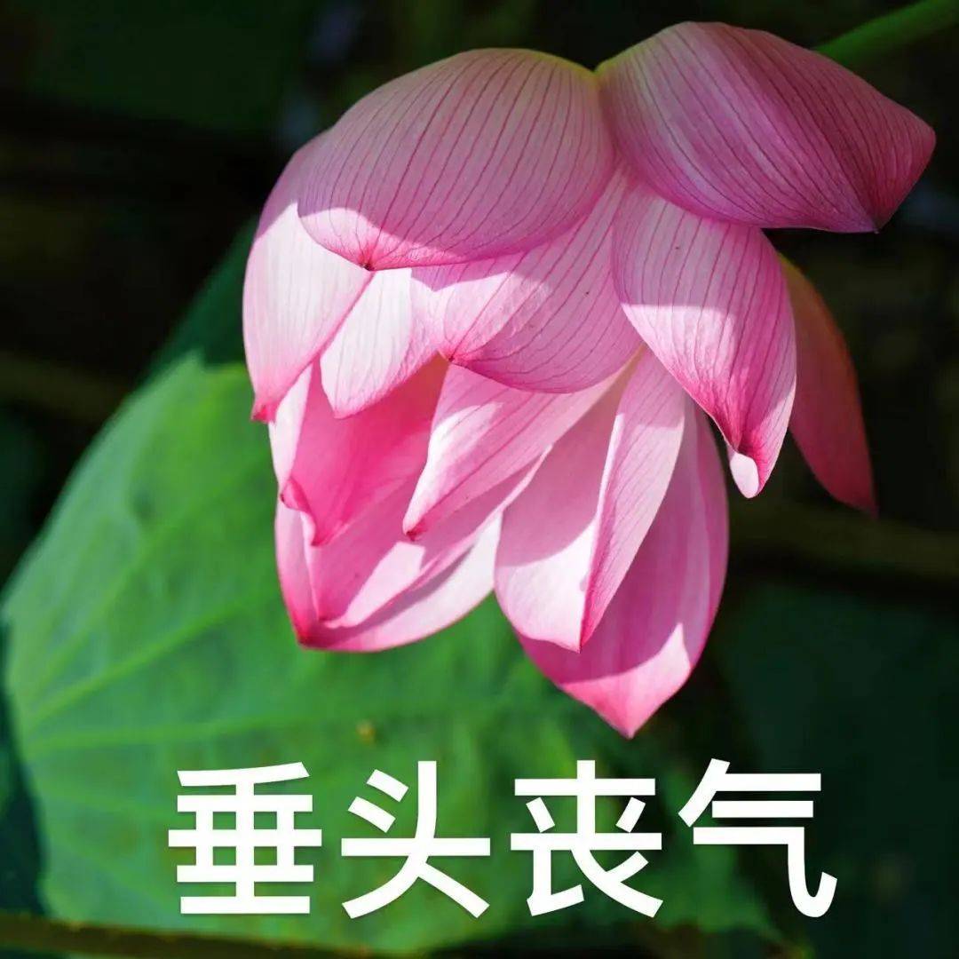 衢州2025年版好运莲莲头像表情包# 你们的荷花头像上新啦# 亲爱的长辈