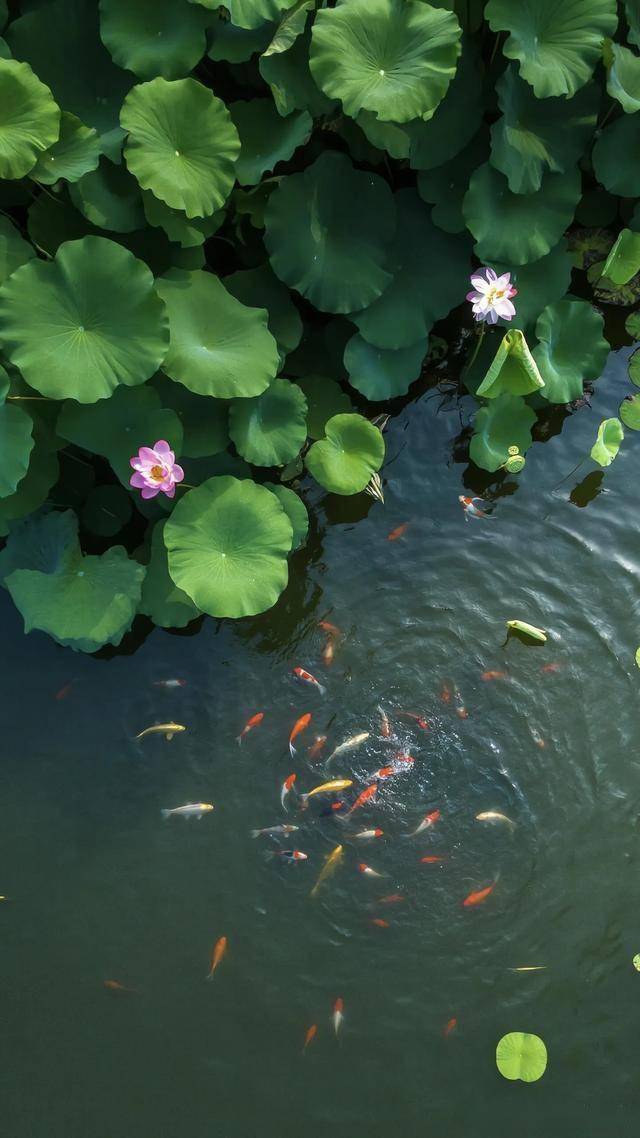 鱼戏莲叶间!中国风摄影把古诗拍成现实,每一帧都是东方浪漫