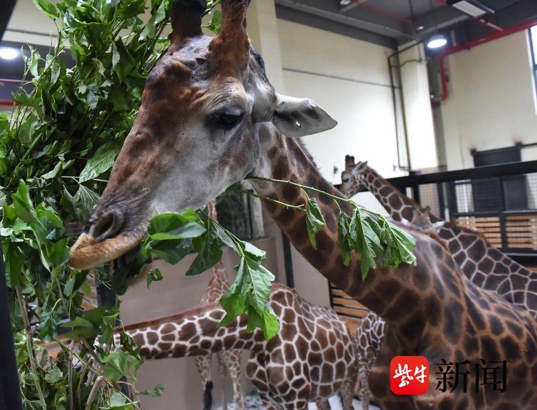非洲长颈鹿迁徙原因__非洲动物世界长劲鹿