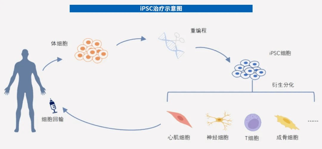 用人脑细胞跑AI，我快搞不懂这个世界了。。。