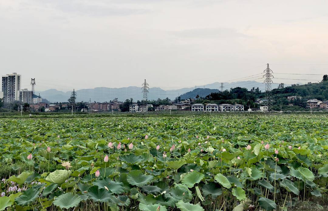 _有荷花的地方有龙虾吗_四川的荷花海在哪里
