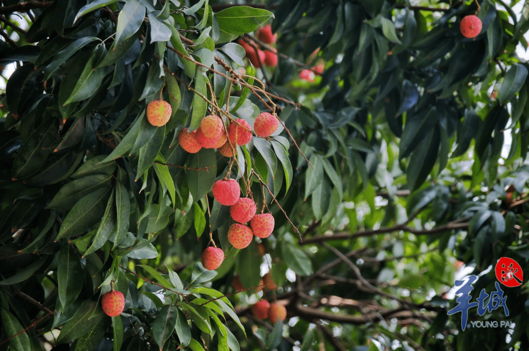 荔枝湾涌荔枝红满枝，舌尖荔湾品夏日限定粤菜风味