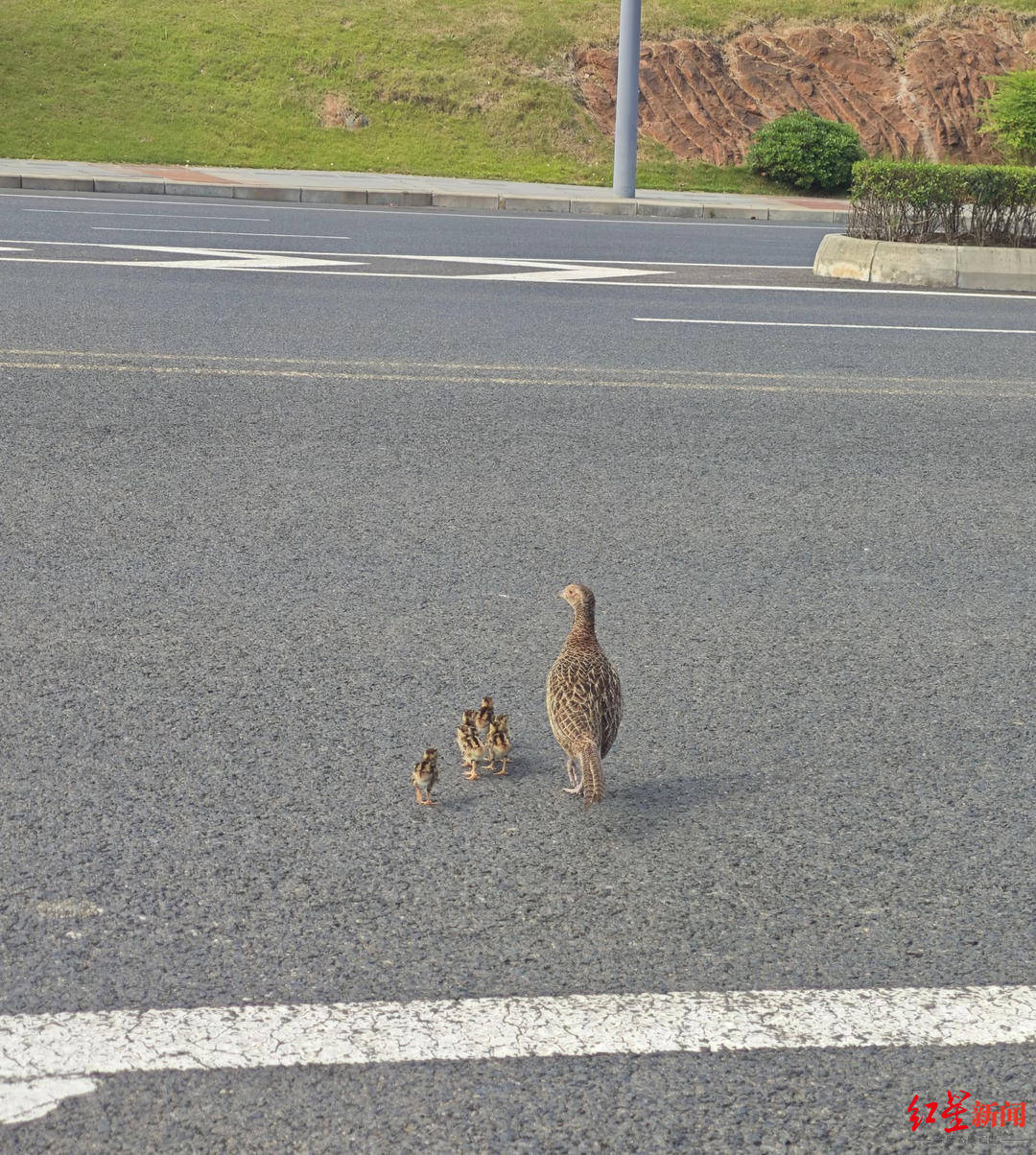 成都街头“野鸡妈妈带崽过马路”，车辆排队让行暖人心