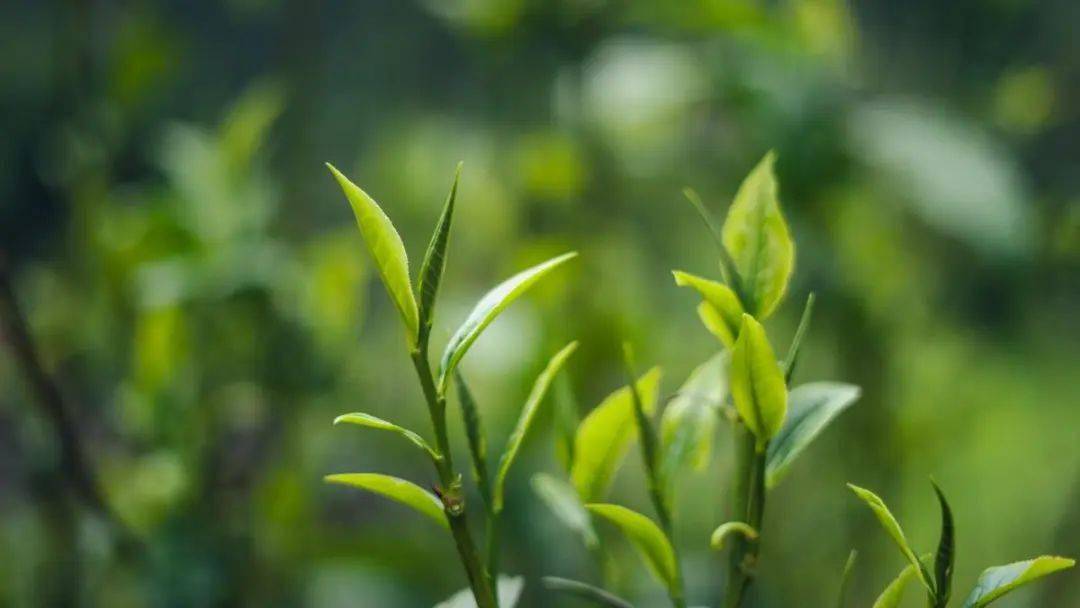 茶的养生功效与文化源流：你知道喝茶的‘4