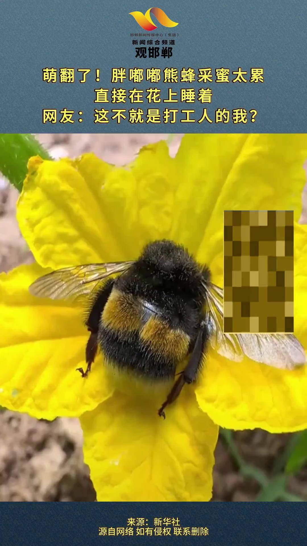 萌翻了胖嘟嘟熊蜂采蜜太累直接在花上睡着网友这不就是打工人的我?