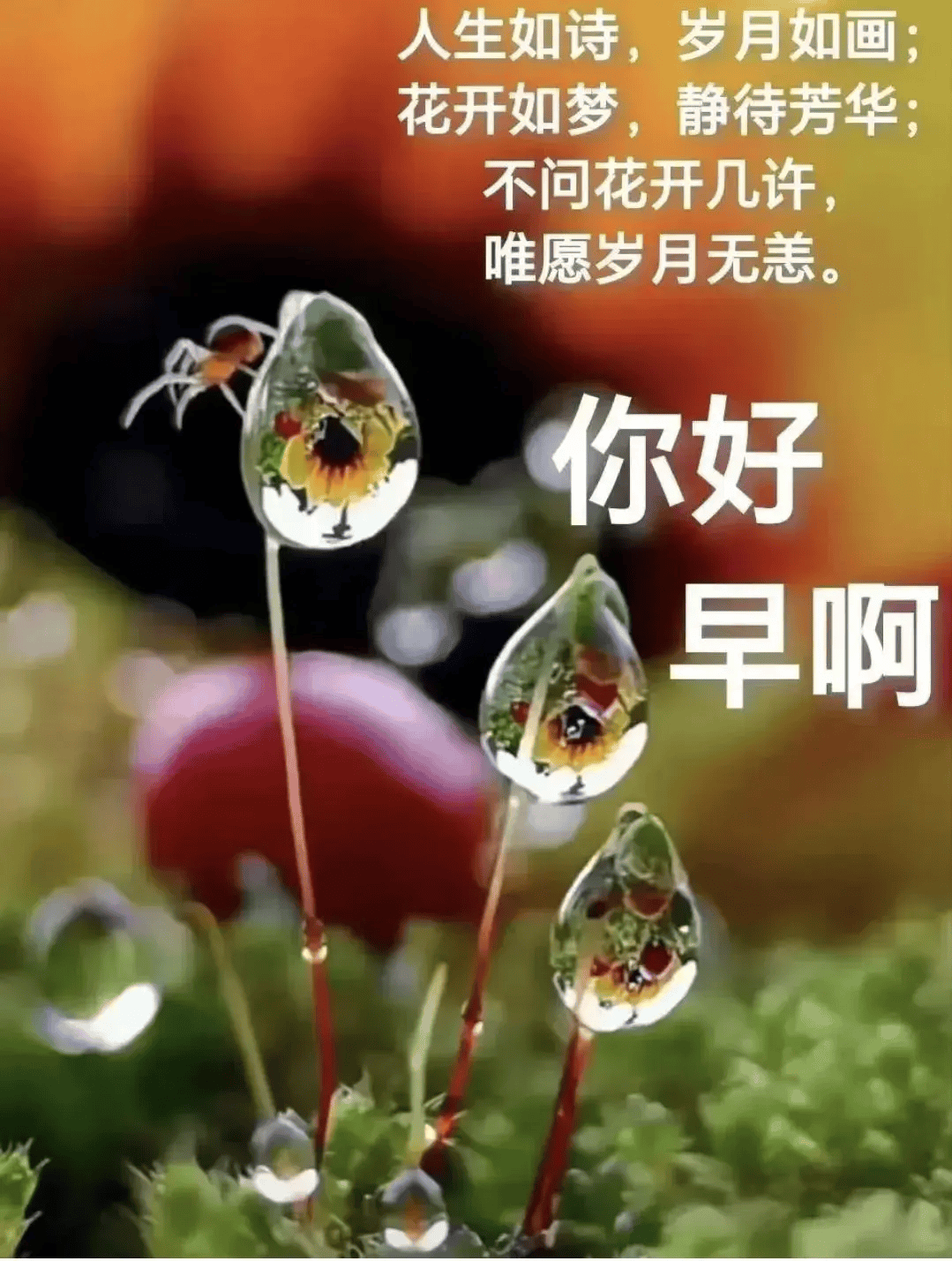 16张最新版超漂亮早安精选图片祝福_搜狐网