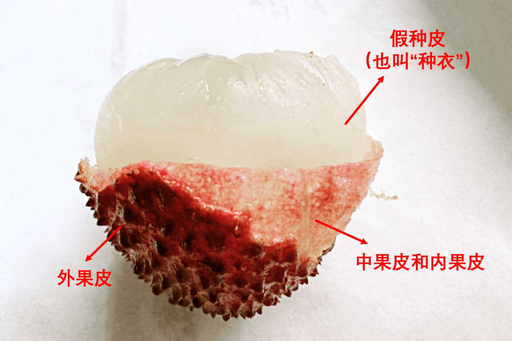 徐珊珊 摄荔枝最外面那层坚硬的壳是它的外果皮