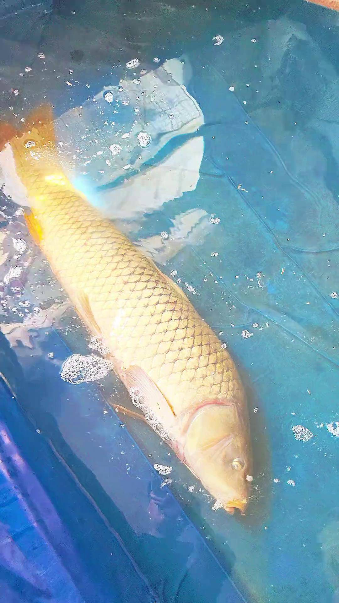 一米二长的黄河大鲤鱼太稀罕了 纯箭鱼细长条黄河 黄河大鲤鱼 黄河