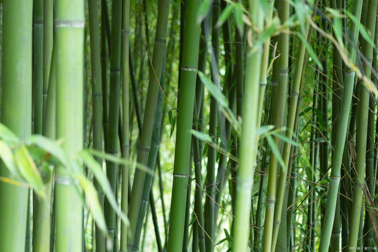 簕竹:镌刻在庭院禁忌里的华夏居养智慧