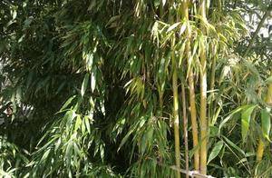 松竹_英雄