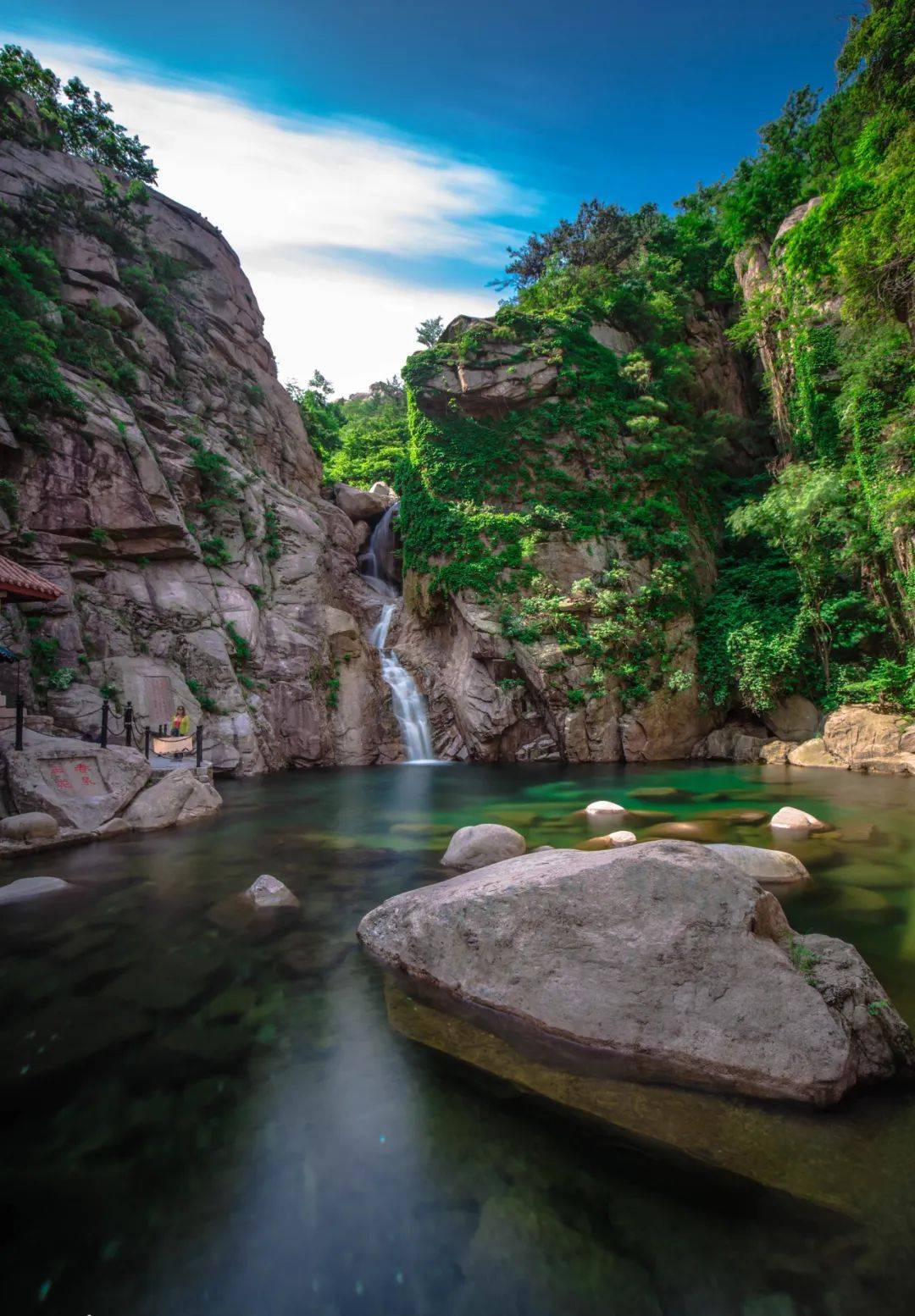 山东的夏天treetree的