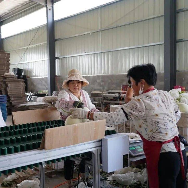 塞上丰歌丨仲夏时节“甜蜜”来袭 二道桥镇玉菇甜瓜抢“鲜”占领市场_种植_农业_太阳升村