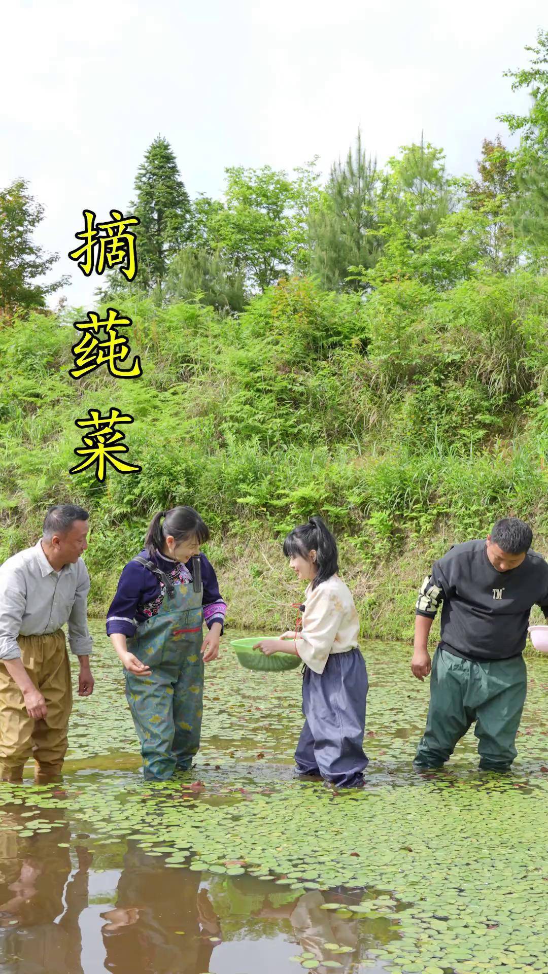 去土家族体验采摘莼菜,夏天的味道冰冰凉凉的石柱莼菜 西湖莼菜 莼菜