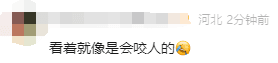 “看起来有1米”！有人家中出现“巨型蟑螂”？网友：房子给它了